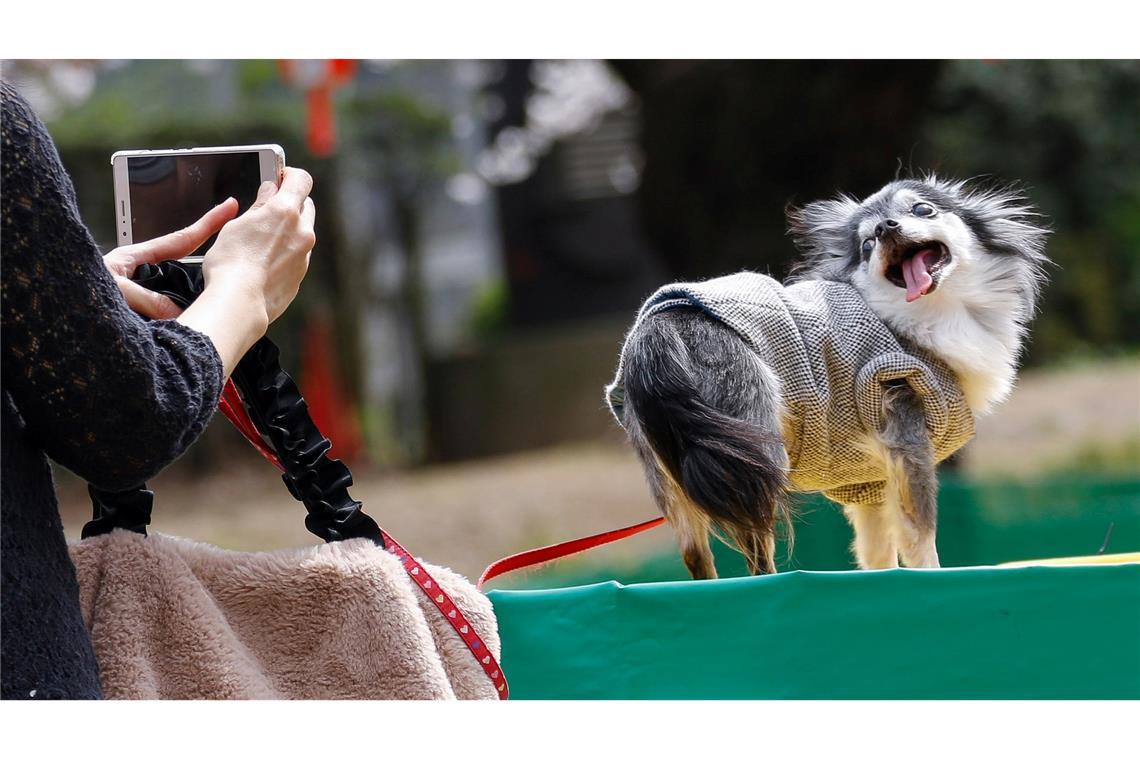 Wie Tiere für fingierte Rettungen in Gefahr gebracht werden Tiervideos berühren das Herz - das kann missbraucht werden. (Symbolbild)