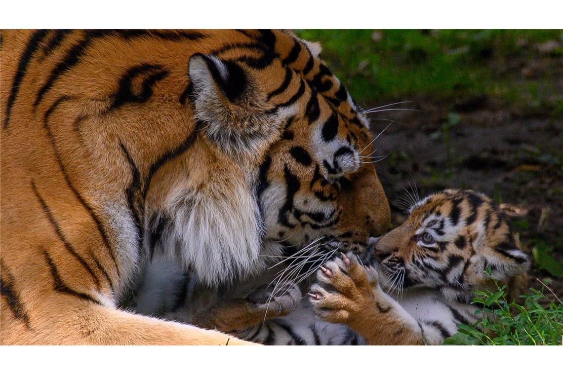 Bilder des Tages Tigermutter "Stormi" spielt im Zoo Magdeburg im Freigehege mit einem ihrer Jungtiere. Es ist eines von vier Tigerbabys.