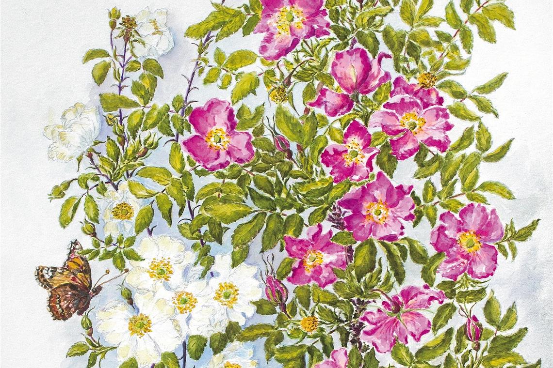 Titelbild des Kalenders: Ein Distelfalter labt sich an den Wildrosenarten Rosa arvensis und Rosa pendulina. Foto/Grafik: N. Hoffmann