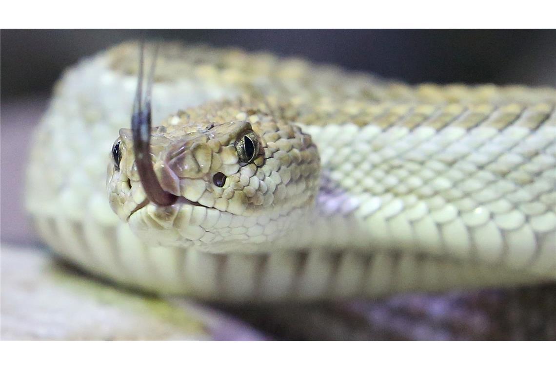 Weder Haie noch Schlangen: Australiens tödlichste Tiere Tödliche Schlangenbisse kommen in Australien selten vor - für fast alle Arten steht ein Gegengift zur Verfügung. (Symbolbild)