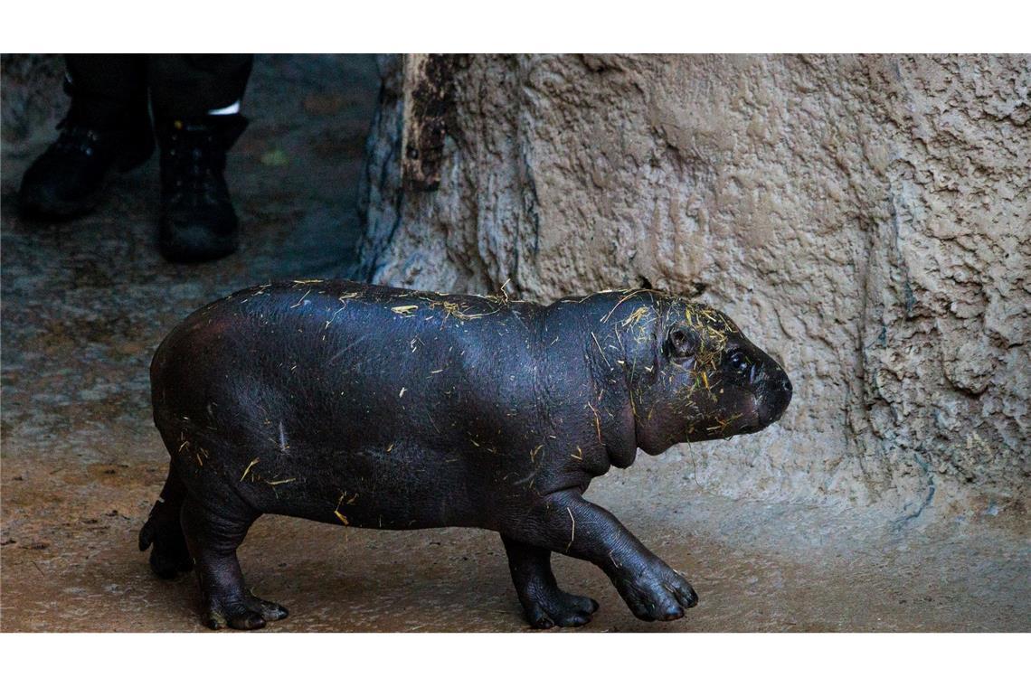 Neuer Tierpfleger von Mini-Hippo Toni wird um Job beneidet Toni isst am liebsten Erdnüsse.