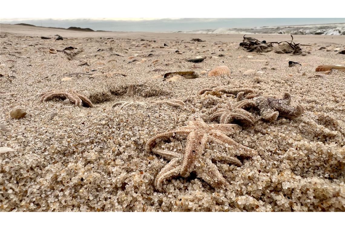 Sturm spült große Mengen Seesterne auf Sylter Strand Tote Seesterne liegen am Strand zwischen den Orten Kampen und List auf Sylt.