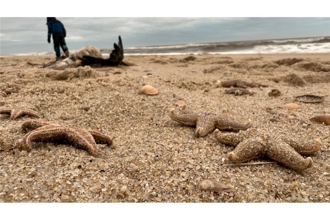 Bilder des Tages Tote Seesterne liegen am Strand zwischen den Orten Kampen und List auf Sylt.