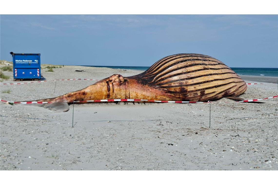 Toter Buckelwal am Strand von Anholt – Obduktion geplant