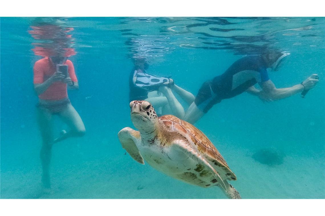 Touristen filmen eine Meeresschildkröte, die vor dem Strand von Piskado auf Curaçao schwimmt.