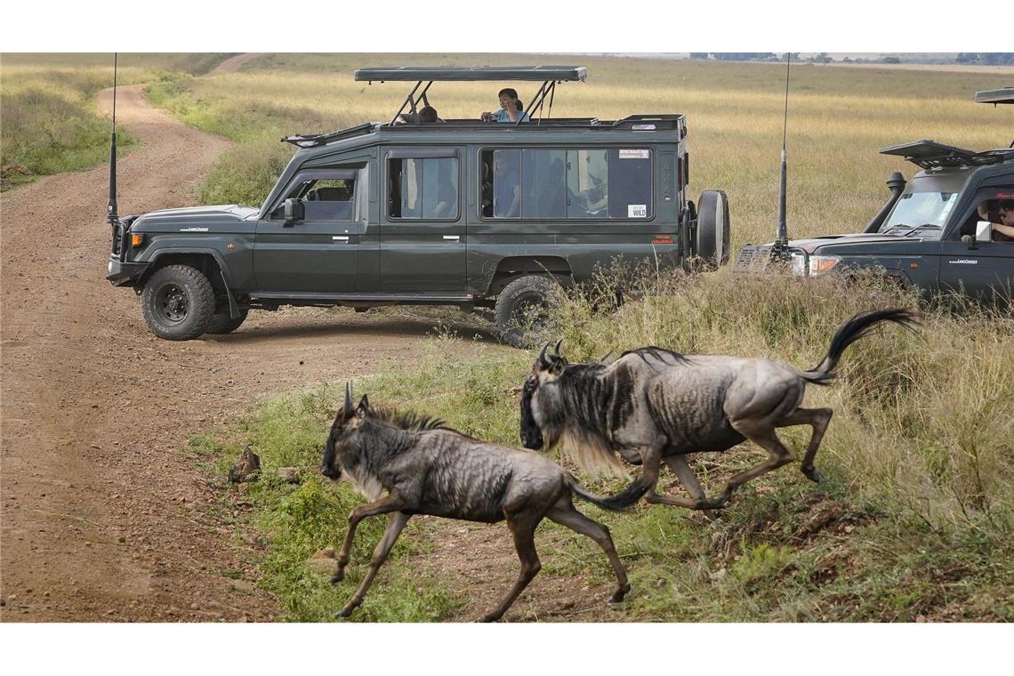 Spektakuläre Wanderung der Gnus - Sorge vor Übertourismus Touristen versammeln sich in der Nähe des Mara-Flusses im Masai Mara Nationalreservat, um die alljährliche Wanderung von rund 1,5 Millionen Gnus zu beobachten.