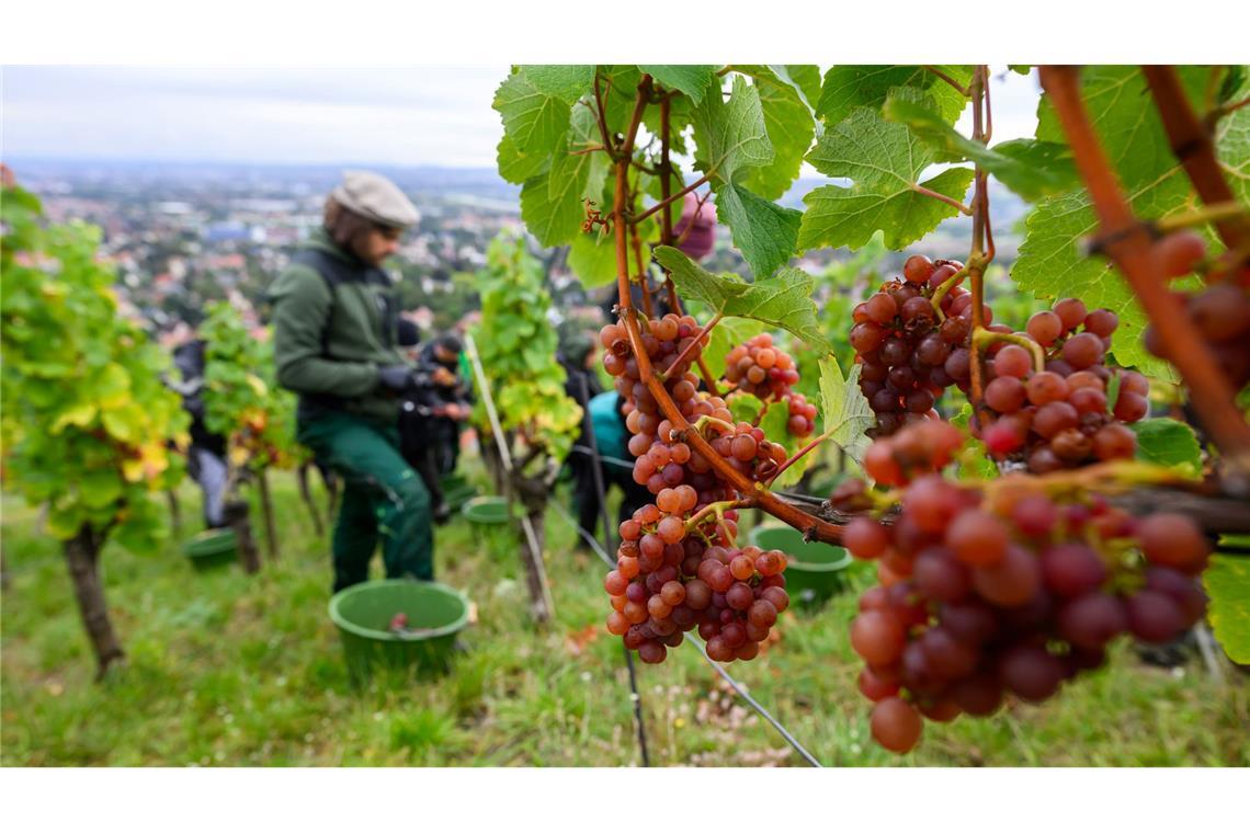 Trauben der Sorte Traminer werden bei der Weinlese in Sachsen geerntet.