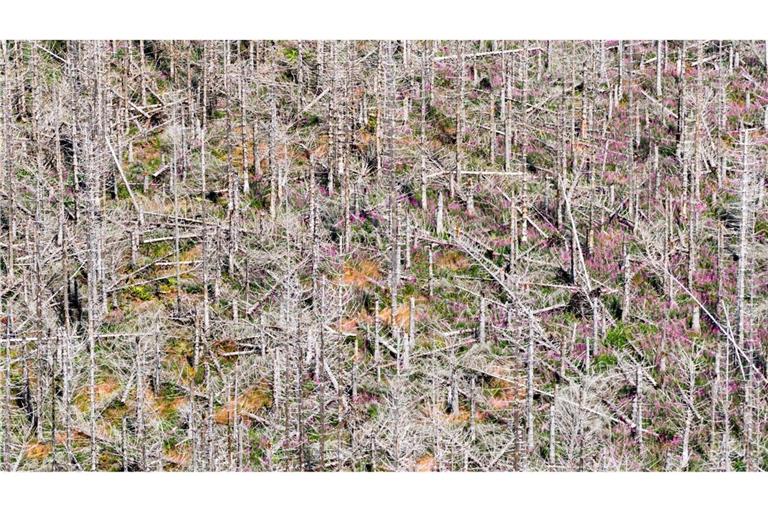 Trauriger Anblick: Abgestorbene Fichten stehen im Harz. Trockenheit, Stürme und der Borkenkäfer setzen den Bäumen zu.