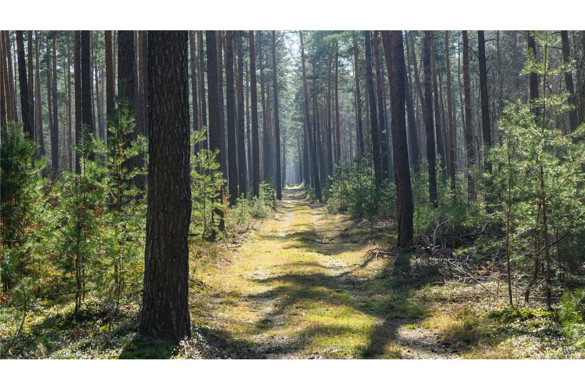 "Nicht im Wald rauchen" - Gefahr von Waldbränden ist hoch Trockene Wälder wie etwa die Kiefernwälder in Brandenburg haben oft eine hohe Waldbrandgefährdung.