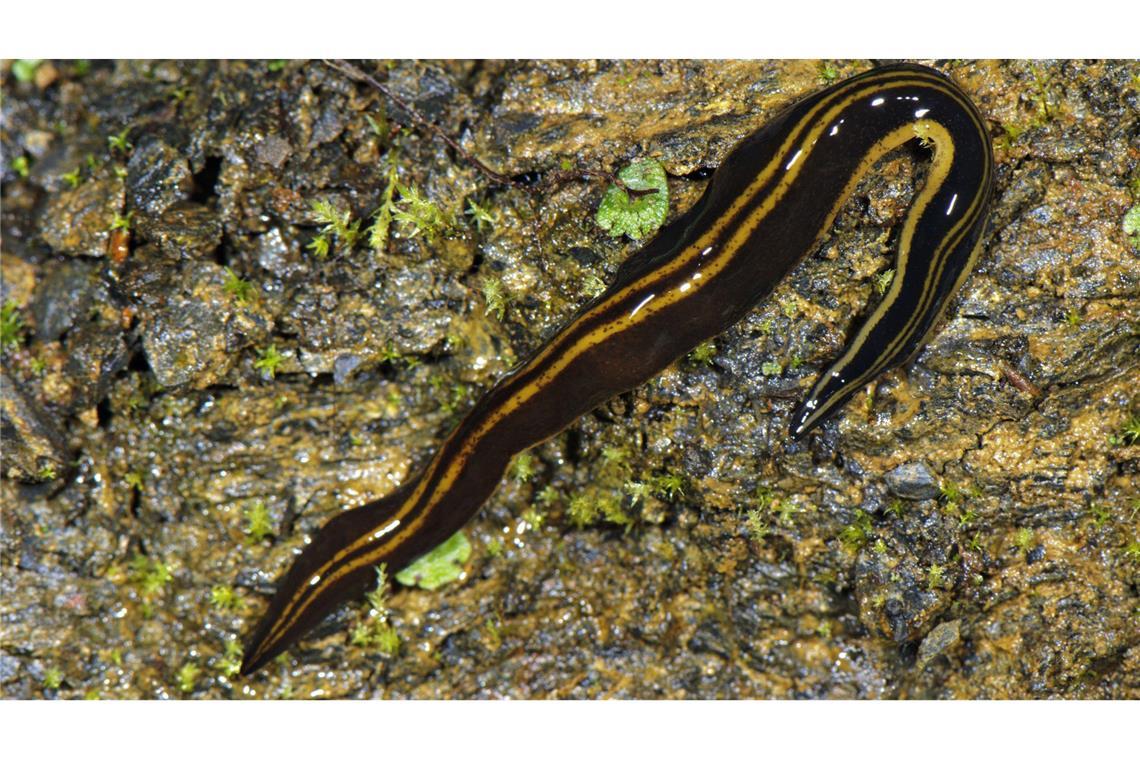Wie eine Hydra mit nachwachsendem Kopf Tropische Strudelwürmer breiten sich in Deutschland aus.
