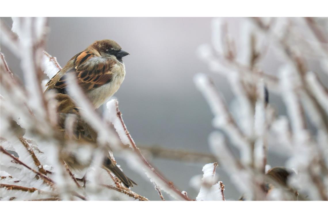 Trotz eines Rückgangs führt der Haussperling die Rangliste weiter an.