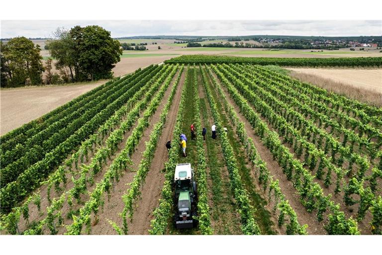 Trotz eines Rückgangs wegen des Wetters kommt fast die Hälfte des deutschen Weins aus Rheinhessen und der Pfalz.