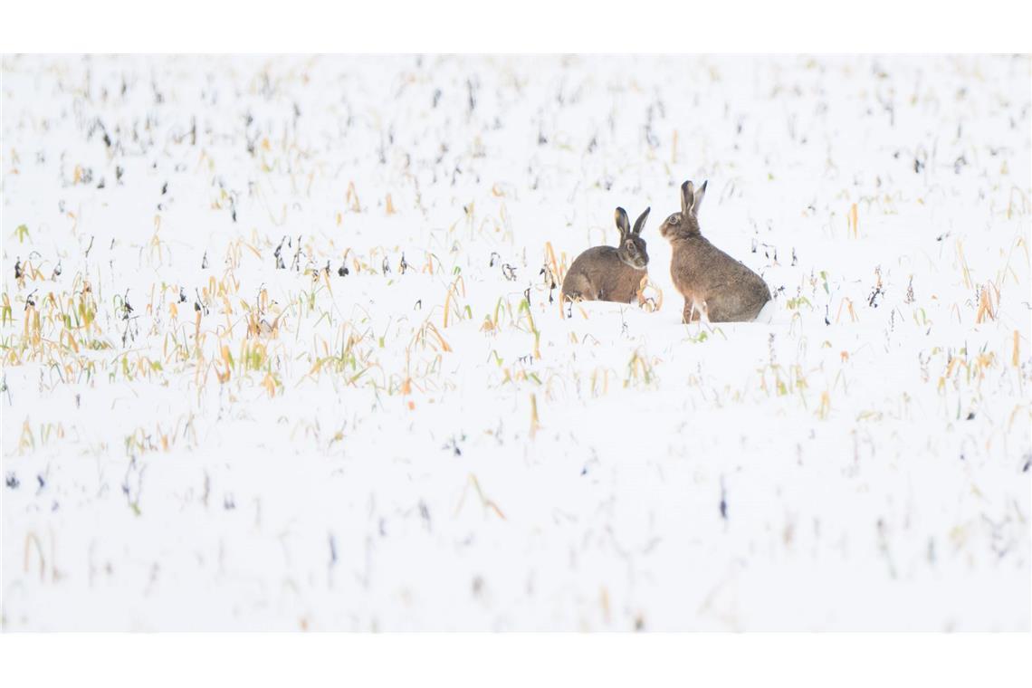 Trotz Schneefall war vor allem der Dezember nach Experteneinschätzung bislang zu trocken in Deutschland. (Symbolbild)