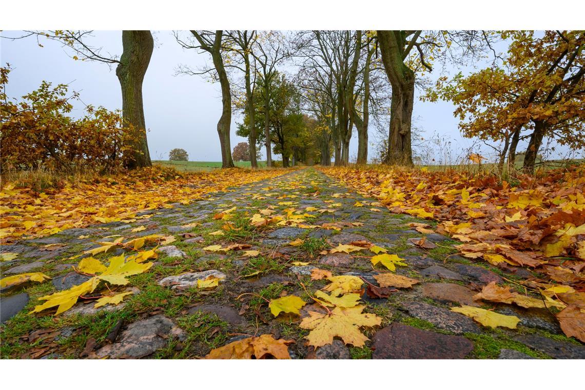 Bilder des Tages Trübes Herbstwetter in Brandenburg: Blätter liegen auf einer alten Pflastersteinstraße.