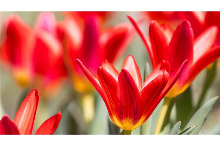 Tulpen wachsen auf einer Wiese in Südbrandenburg.