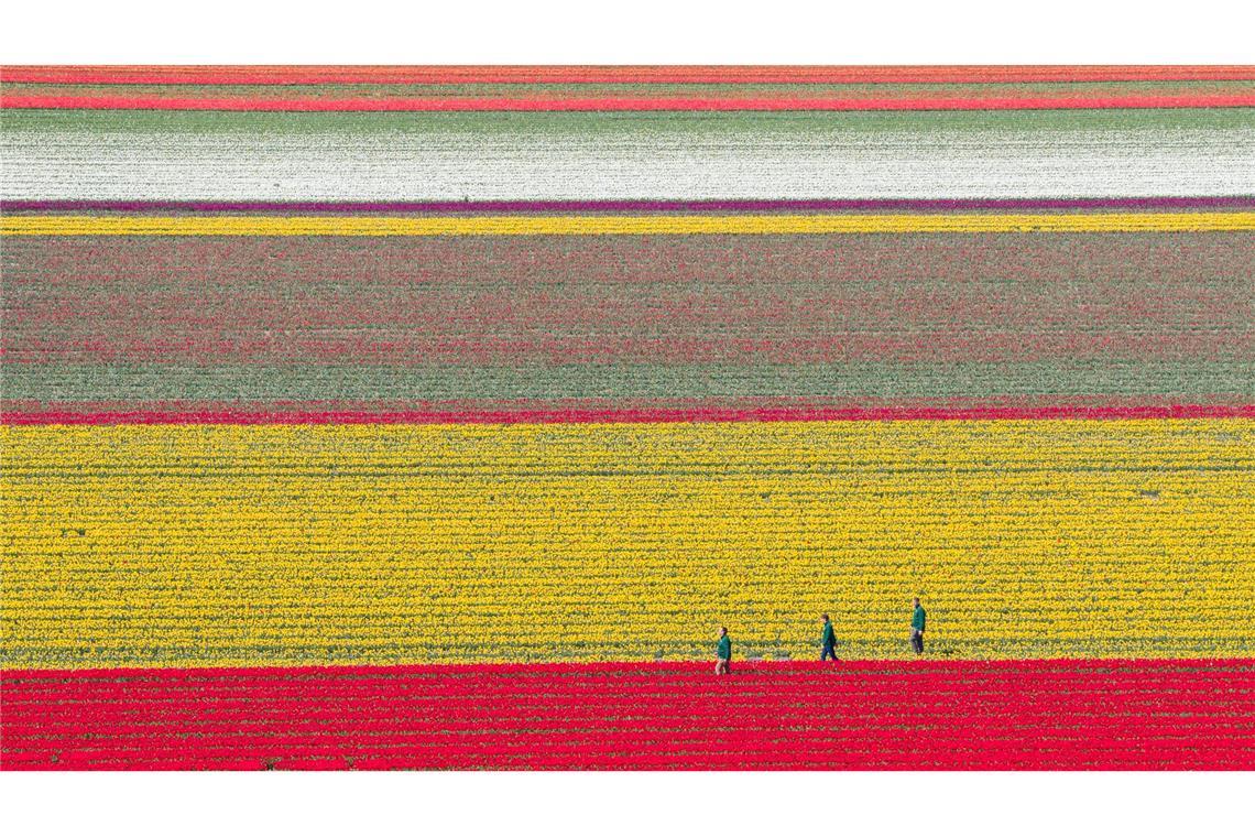 Tulpen wachsen zur Zwiebelvermehrung auf einem Tulpenfeld des Eickenhofs im Landkreis Gifhorn.