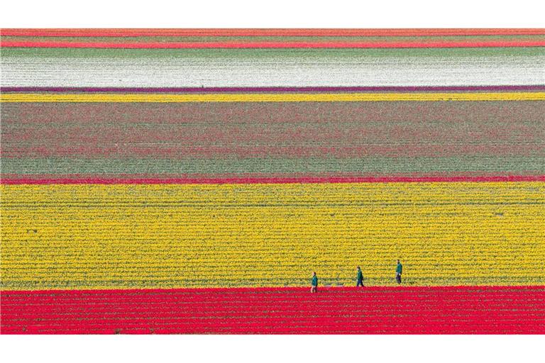 Tulpen wachsen zur Zwiebelvermehrung auf einem Tulpenfeld des Eickenhofs im Landkreis Gifhorn.