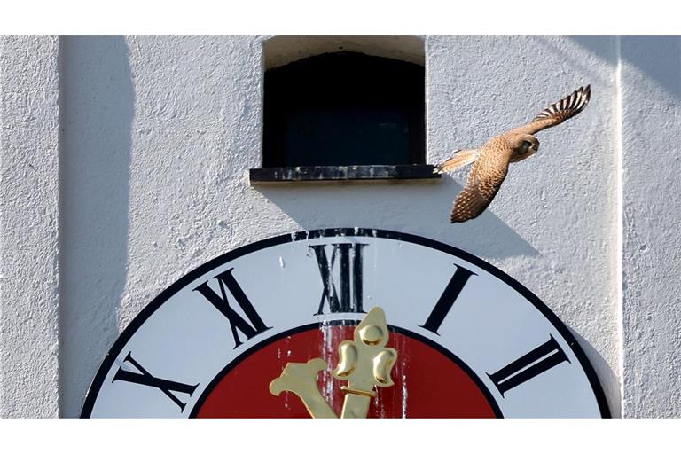 Turmfalke fliegt über Kirchturmuhr der Sankt Cosmas Kirche in Kaufbeuren.
