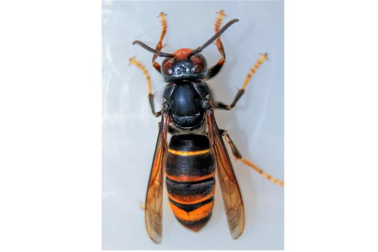 Typisch für die Asiatische Hornisse sind ein schwarzer Brustbereich, der gelb-orangefarbene Hinterleib mit dunklen Bändern und die gelben Beine. Foto: Thomas Beissel