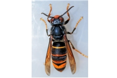 Typisch für die Asiatische Hornisse sind ein schwarzer Brustbereich, der gelb-orangefarbene Hinterleib mit dunklen Bändern und die gelben Beine. Foto: Thomas Beissel