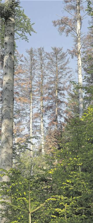 Die Lage im Wald ist dramatisch Typisches Schadensbild: Tannen, die von der Krone (Mitte) her braun werden.