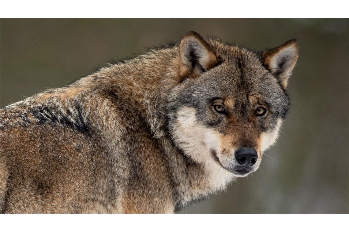 Über das Thema wird im Südwesten breit diskutiert. In Petitionen sammelten Wolfsfreunde wie -gegner Unterschriften.