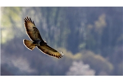 Über den Baumwipfeln: Ein Greifvogel fliegt mit ausgebreiteten Schwingen.
