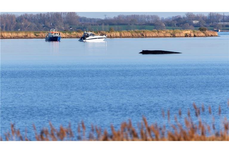 Über Tage hat der festsitzende Wal Deutschland beschäftigt.