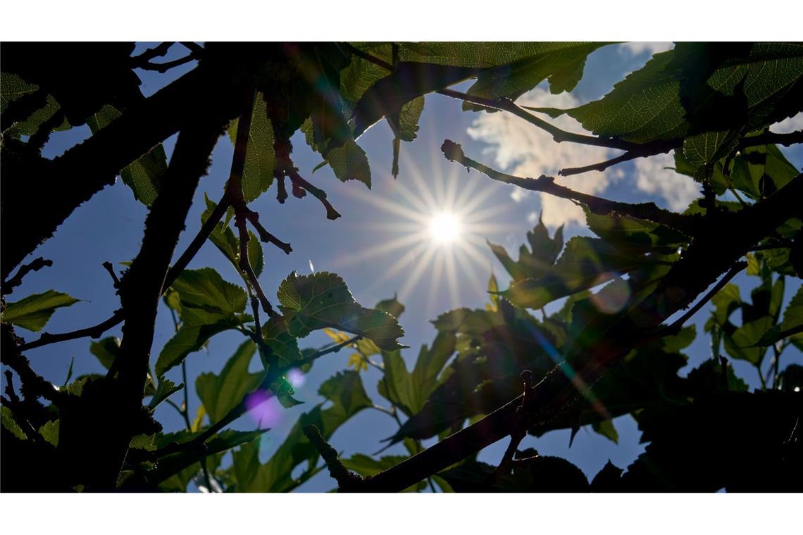 Der Sommer kehrt zurück Über Temperaturen um die 30 Grad kann sich vor allem der Süden in den kommenden Tagen freuen. (Archivbild)