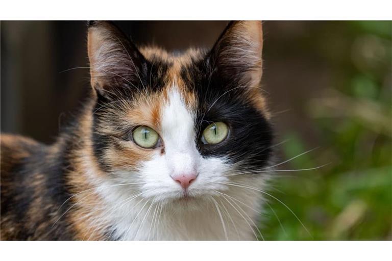 Um ihre Katze zu finden, hat eine Familie in Frankreich ihren Urlaub abgesagt und die Zeit an einer Autobahnraststätte verbracht. (Symbolbild)