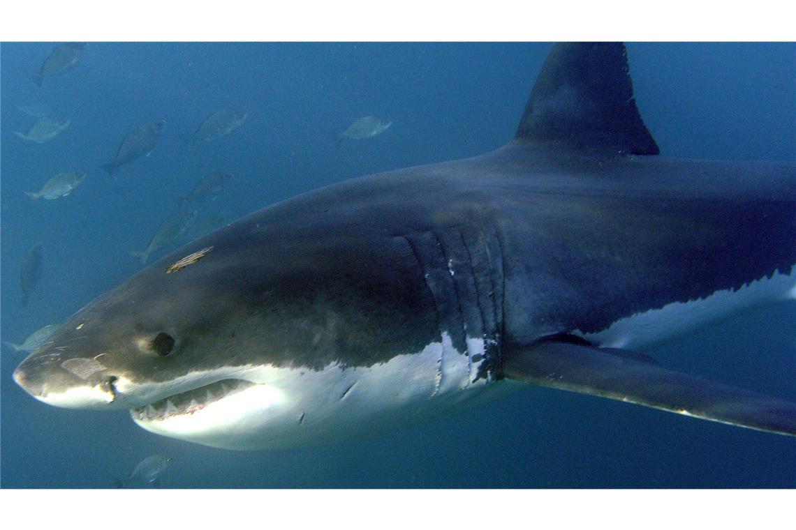 Um welche Art von Hai es sich handelte, war zunächst unklar. (Symbolbild)