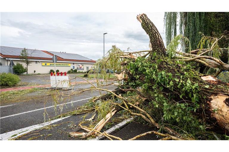 Umgestürzte Bäume in der Gemeinde Moos. Bei dem Unwetter soll auch ein Kind ums Leben gekommen sein. (Archivbild)