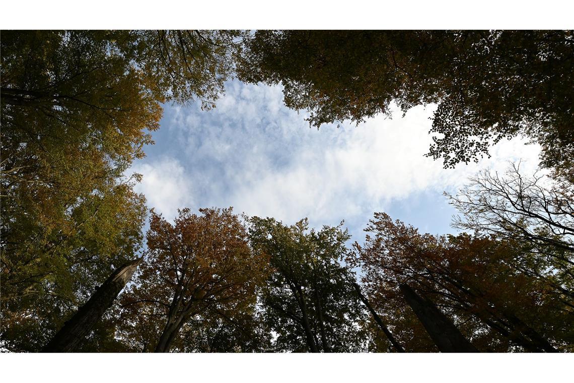Studie: Deutschland könnte wilder werden Umweltschützer sehen mehr Potenzial für Wildnisflächen.