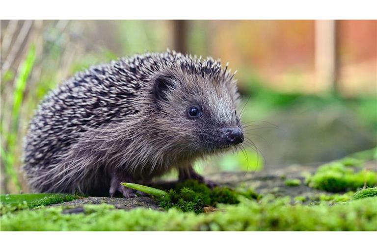 Unbekannte setzten mehrere Igel in Freiburg in eine Papiertonne. (Symbolbild)