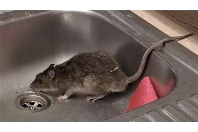 Unerwünschter Besuch in einem Spülbecken der Karlsruher Polizei im Oktober 2025 (Archiv).