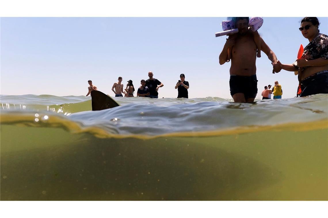 Bilder des Tages Ungewöhnliche Begegnung bei Hadera: Hai schwimmt nahe am Strand