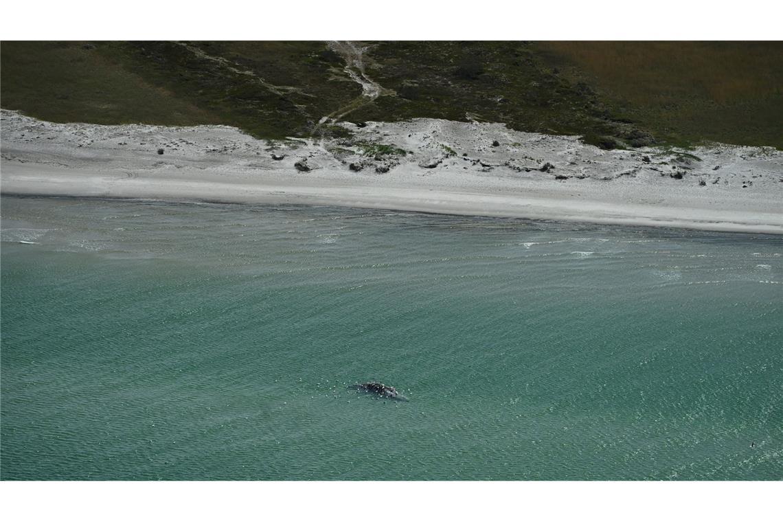 Unklar ist, ob es sich um den Wal handelt, der Ende März erstmals vor Timmendorfer Strand gestrandet war und rund einen Monat später in den Skagerrak, Nordsee, transportiert worden wurde.