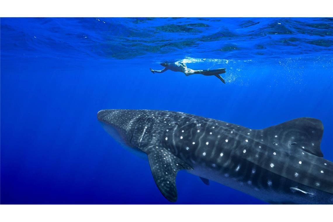 Unter anderem für den Wahlhai beschloss die Weltartenkonferenz in Samarkand ein kommerzielles Handelsverbot. (Archivbild)