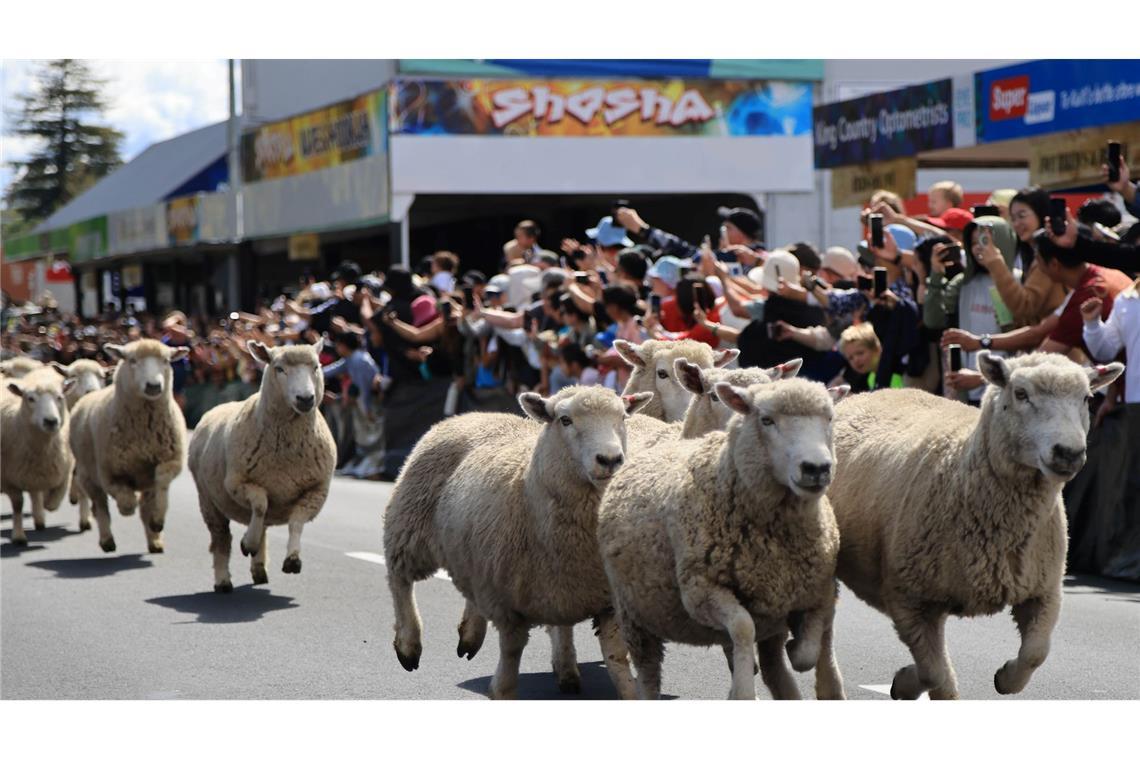 Bilder des Tages Unter Schafen: Schafe preschen beim Schafrennen "Running of the Sheep" im Ort Te Kuiti in Neuseeland durch die Straßen.