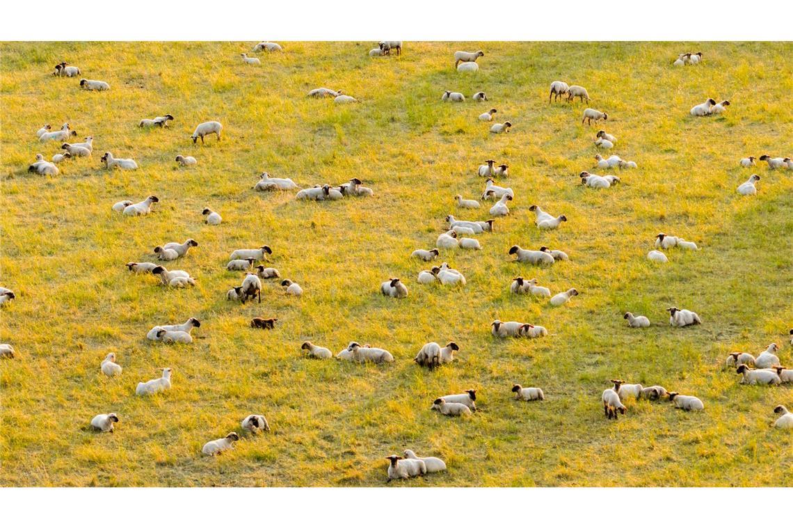 Bilder des Tages Unter Schafen: Schafe stehen am frühen Morgen auf einer Wiese in der Region Hannover.