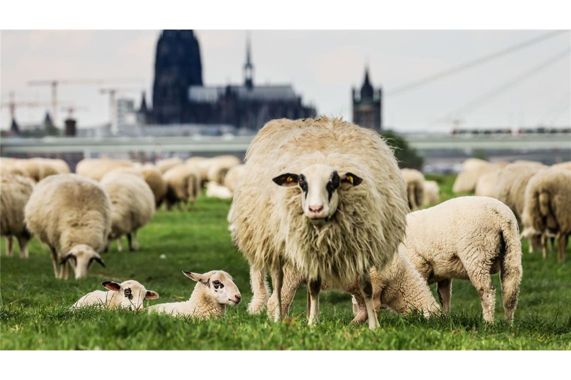 Bilder des Tages Unter Schafen: Schafe weiden in Köln in der Nähe des Rheins auf einer Wiese.