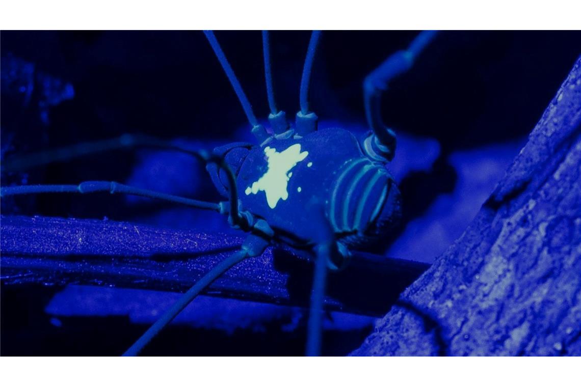 Unter UV-Licht kommt das Rückenmuster des Weberknechts besonders zur Geltung.