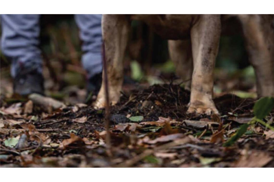 Untersuchungen hätten ergeben, dass der XL-Bully Toretto bereits angefangen hatte, den Mann bei lebendigem Leib zu fressen, berichtet die Nachrichtenagentur PA.