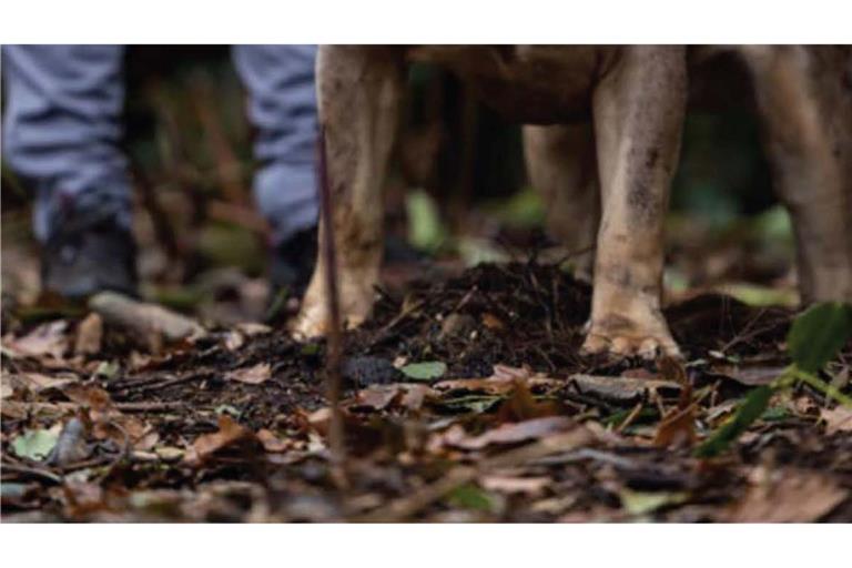 Untersuchungen hätten ergeben, dass der XL-Bully Toretto bereits angefangen hatte, den Mann bei lebendigem Leib zu fressen, berichtet die Nachrichtenagentur PA.