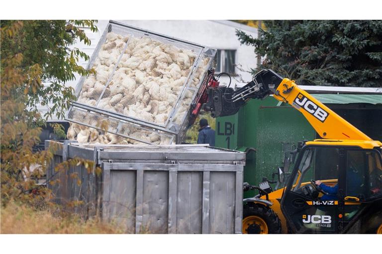 Unzählige Gänse und Enten mussten aufgrund des Vogelgrippe-Ausbruchs in Agrarbetrieben bereits getötet werden.  (Archivbild)