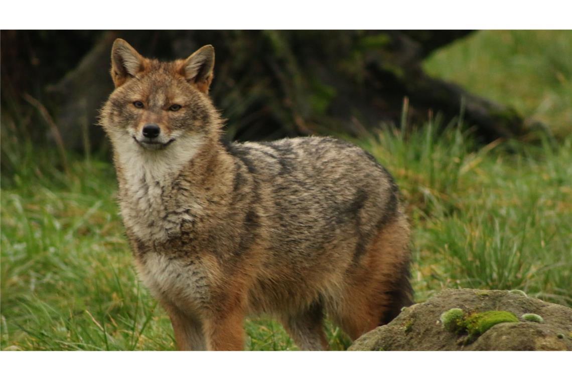 Ursprünglich von Indien bis Südosteuropa beheimatet, erreichte der Goldschakal Deutschland über Ungarn und Österreich.