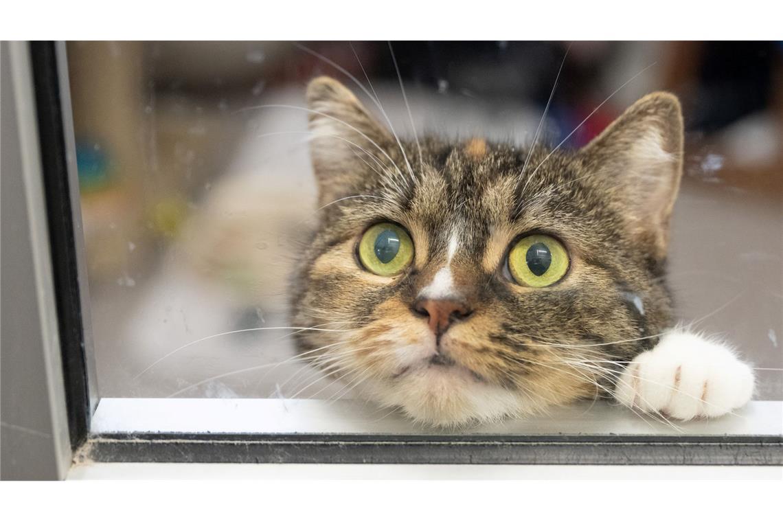 Urteil: Katzen haben Recht auf sexuelle Selbstbestimmung Urteil: Es ist Tierquälerei, Tiere für intime Handlungen zu missbrauchen.