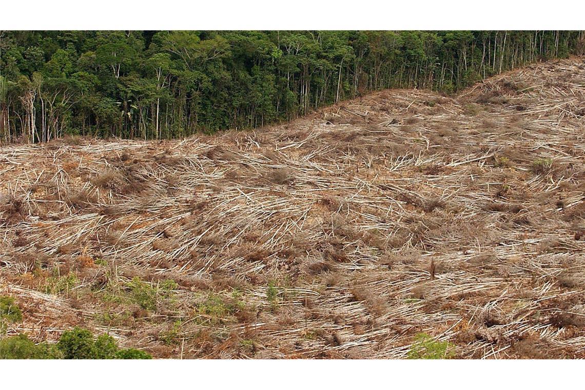 Natürliche Ressourcen für 2025 aufgebraucht - Leben auf Pump Urwälder werden weiterhin abgeholzt. (Archivbild)