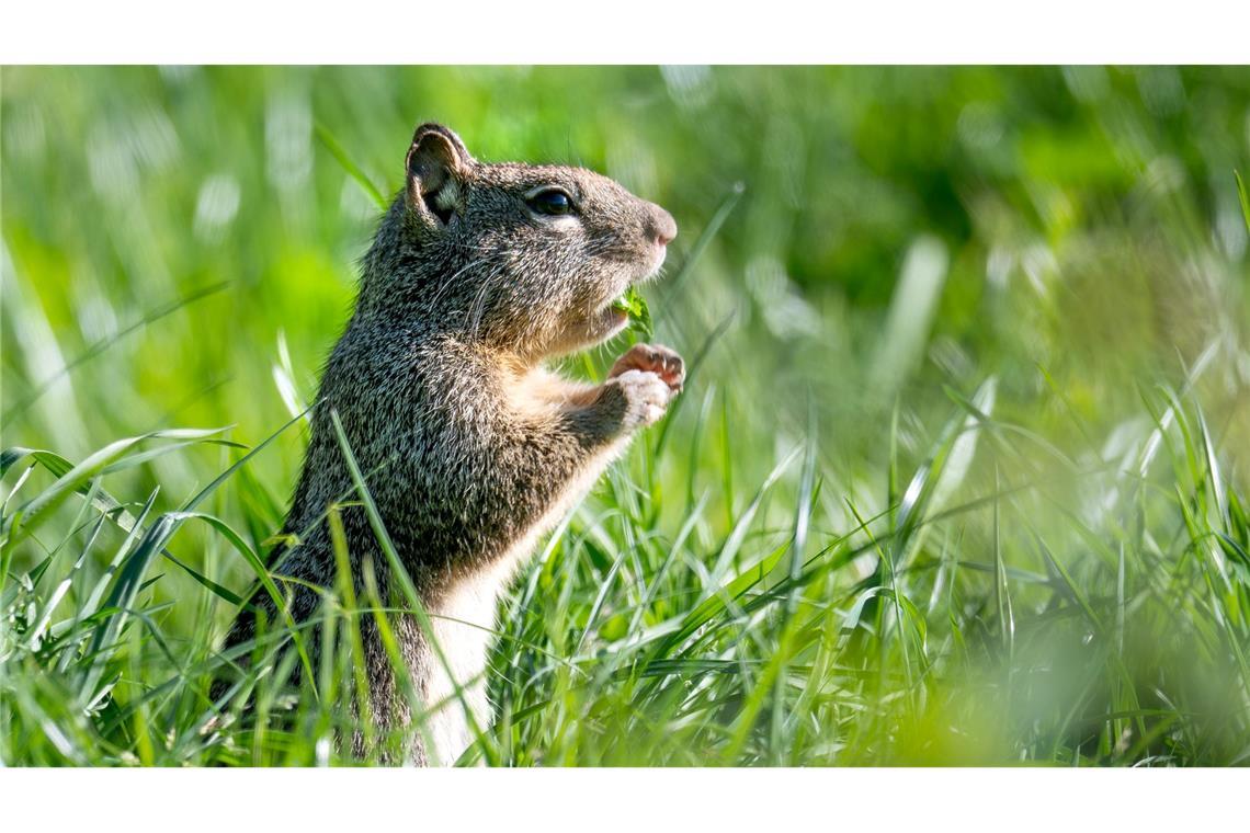 USA in Oregon: Kalifornischer Ziesel legt eine Gras-Pause auf der Wiese an der Landstraße ein