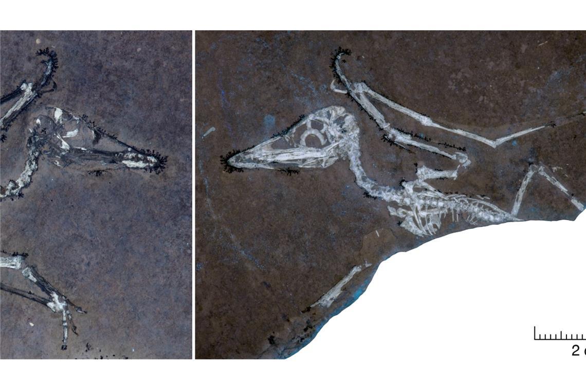 Tod im Sturm - Endeten bayerische Baby-Flugsaurier tragisch? UV-Licht auf den Knochen macht deutlich, dass Pterodactylus-Schlüpfling Lucky einen gebrochenen Flügel hat.